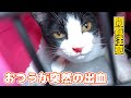 振り向いたら愛猫が血まみれになってて慌てた日