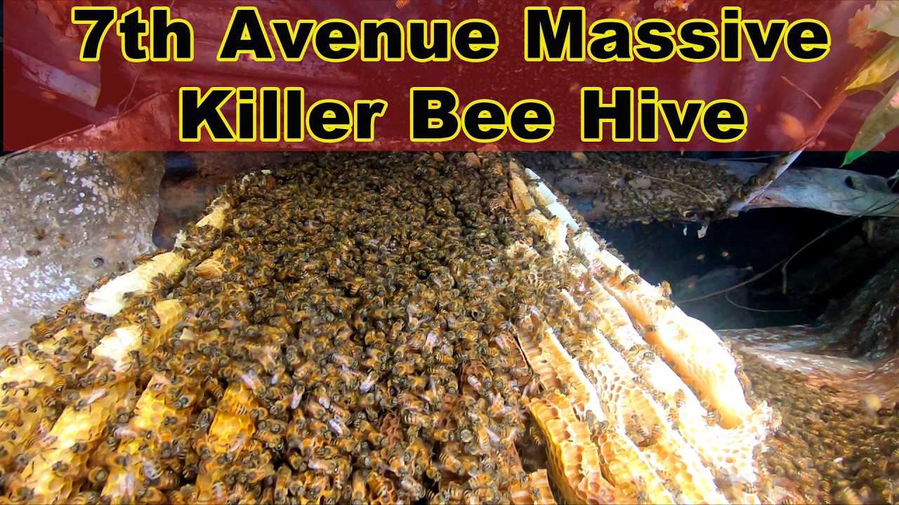 7 avenue massive bee hive 2026