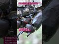 【昆虫衝撃アーカイブ】驚異！みんなが驚いたカブトムシの戦略。子孫を残すために一寸の妥協もなく突き進む、生命の神秘を体験 #カブトムシ #繁殖 #昆虫図鑑 #昆虫観察 #insects #undaze