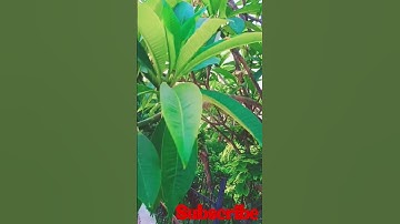Thumbnail of aye Dil-e-nadan song #Lata Mangeshkar #youtube #shorts