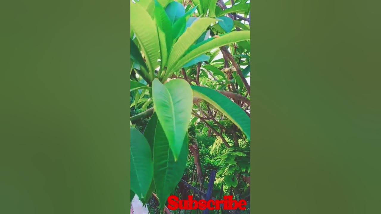 aye Dil-e-nadan song #Lata Mangeshkar #youtube #shorts