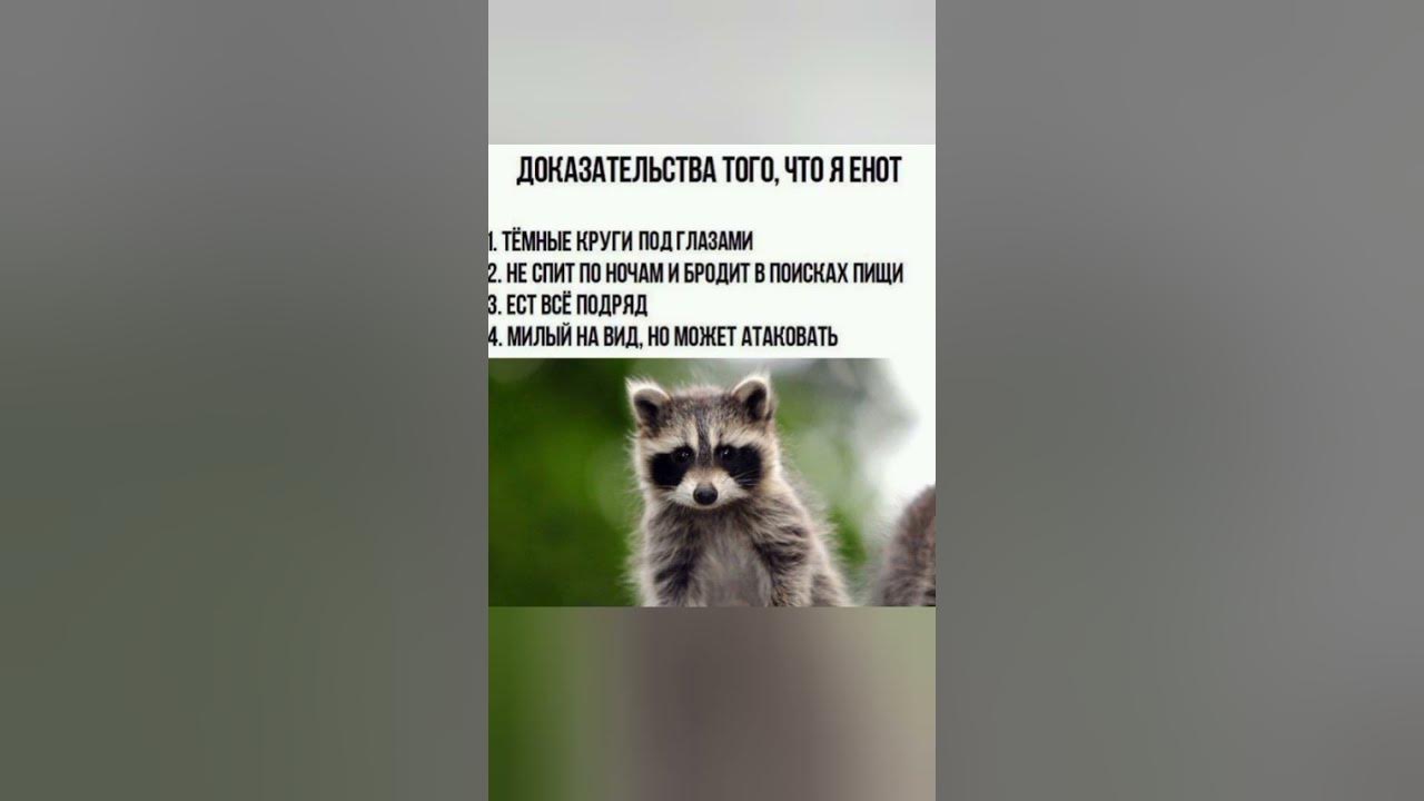Мем с енотом и котом Raccoon STANDS stock still like human when caught sneaking in backyard Raccoon f