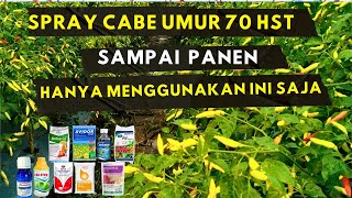 SPRAY CABE UMUR 70 HST  SAMPAI PANRN | PETANI CABE KALIMANTAN