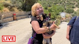 Grioula was out for her daily walk and the visitor found her   Takis Shelter