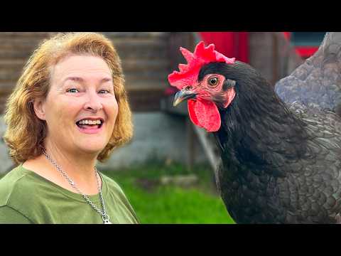 Why This Is My Favorite Chicken Breed