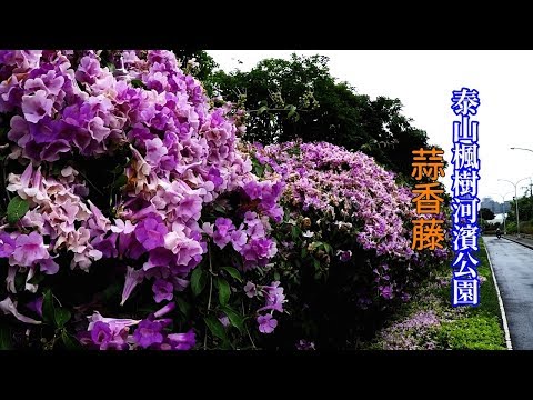 [2018台北花季景點] 帶你搭公車到泰山楓樹河濱公園看蒜香藤，一整排的紫色花海浪漫登場！