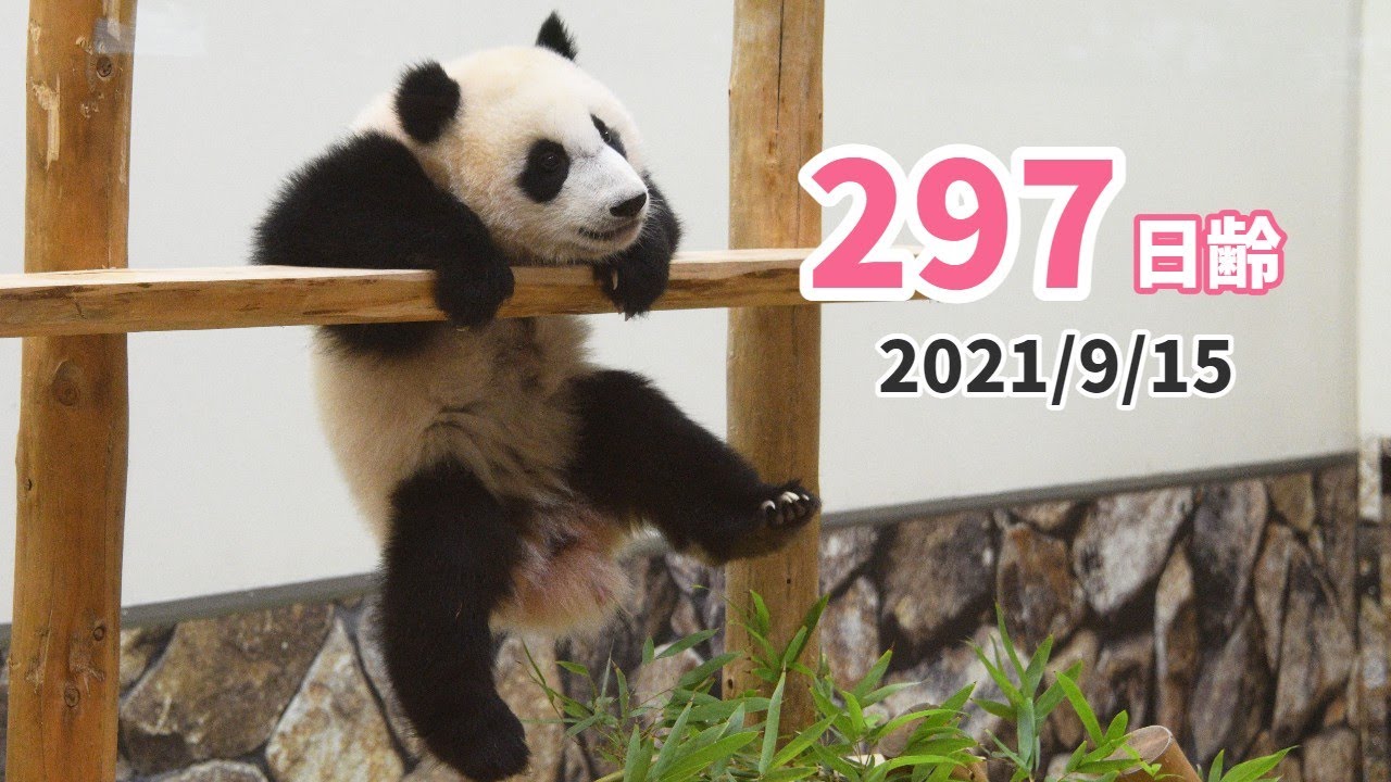 パンダの赤ちゃん（楓浜）】ついに…！20㎏を超えました☆（297日齢 