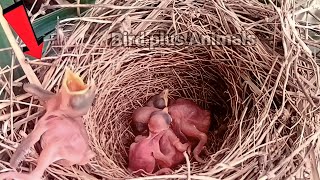The baby cuckoo came out of the nest and what did he do || Bird Plus Animals