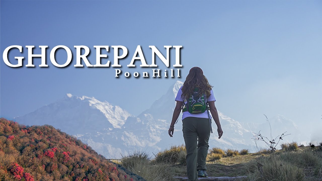 GHOREPANI POON HILL || Dense Rhododendron  Forest || Flowering Month | 15 April