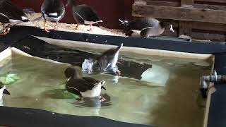 Lesser white-fronted geese grazing