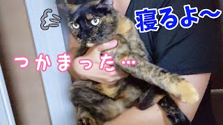 寝る時間になると倒れて寝たフリするので抱っこで運ばれる猫