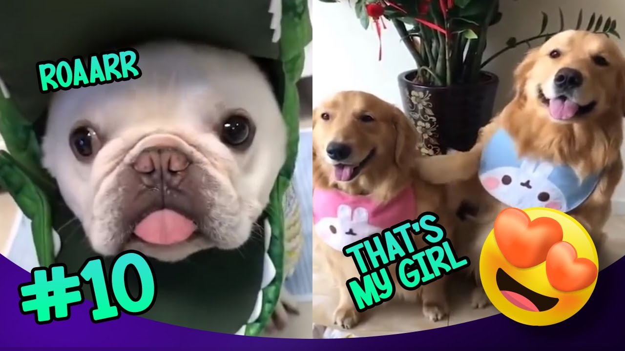 Good Morning Funny | Tik Tok Pets | Funny Animals - 10 Smile With The