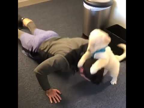 Energetic Golden Retriever Puppy Working Out With DadI need this personal trainer in my life
