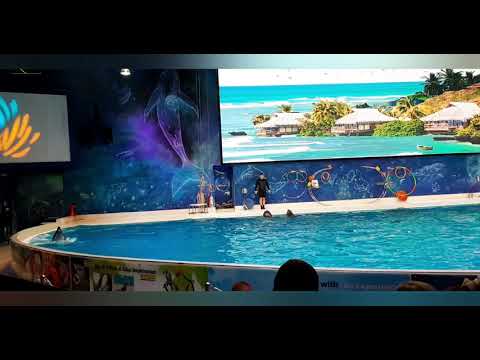 Dubai dolphinarium