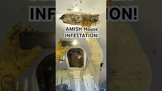 Yellow Jacket INFESTATION In AMISH House Ceiling! #fyp #viralvideo #hornetking
Yellow Jacket INFESTATION In AMISH House Ceiling! #fyp #viralvideo #hornetking Yellow Jacket INFESTATION In AMISH House Ceiling! #fyp #viralvideo #hornetking
