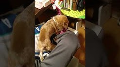 まさはる君が行く ポチたまペット大集合 Youtube
