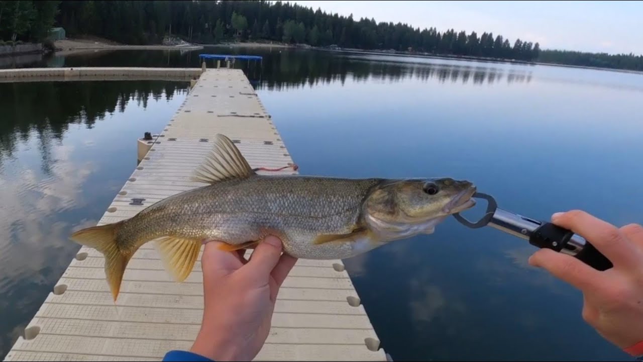 Pikeminnow Rigs I caught a HUGE pikeminnow!(New PB) - YouTube