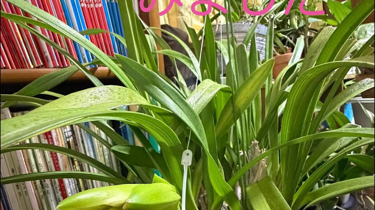 【ライブ配信】シンビジュームの花茎を吊ってみました