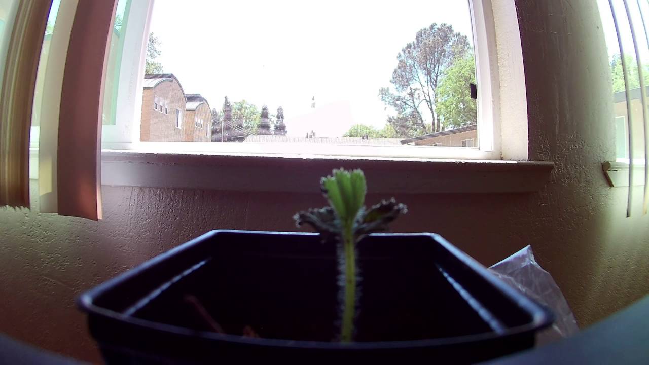 Strawberry Plant Time Lapse YouTube