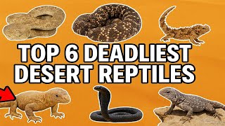 Download Lagu Top 6 Deadliest Reptiles in the Desert-The Most Dangerous Reptiles MP3