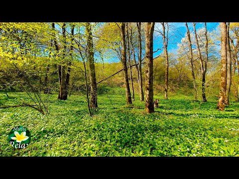 Video: Metsän Tunne