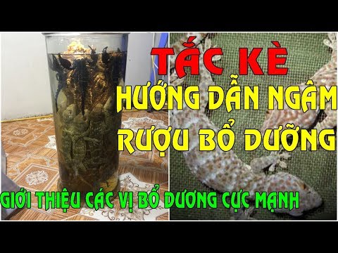 Video Tắc Kè - Hướng dẫn ngâm rượu Tắc Kè - Tác dụng của Tắc... - youtube