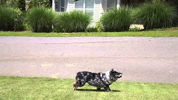 Sony A37 / 1080p / MP4 sample video