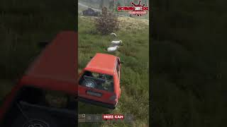Oh, da sind ja Schafe! 🐑 (DayZ Shorts #116)-RP #gaming #dayz #gameplay #survival #gdz #dayzrp