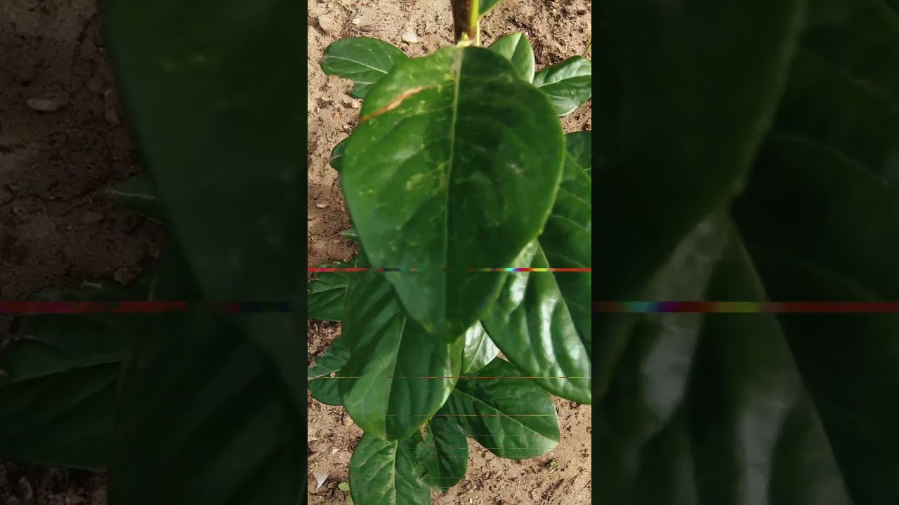I watch how the branches are clothed with leaves #videography #nature #biking