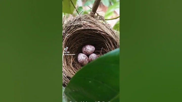 Red-whiskered Bulbul eggs in my garden - DayDayNews