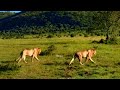 Manywele And Oloibor Male Lions In Action Chasing Intruders Masaimara 11 May 2025