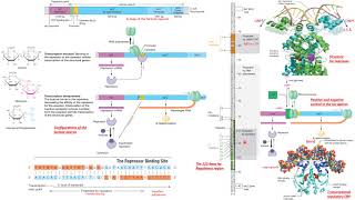 operon Lactose allolactose IPTG repressor CRP cAMP ONPF molecular biology