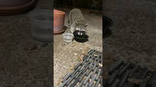 morning raccoon visit