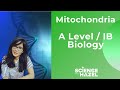 Structure Of The Mitochondria | A level & IB Biology | Science with Hazel