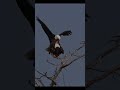 Bald eagle couple getting frisky 😁Female says she has a headache 😂 #wildlifeshorts #baldeagle