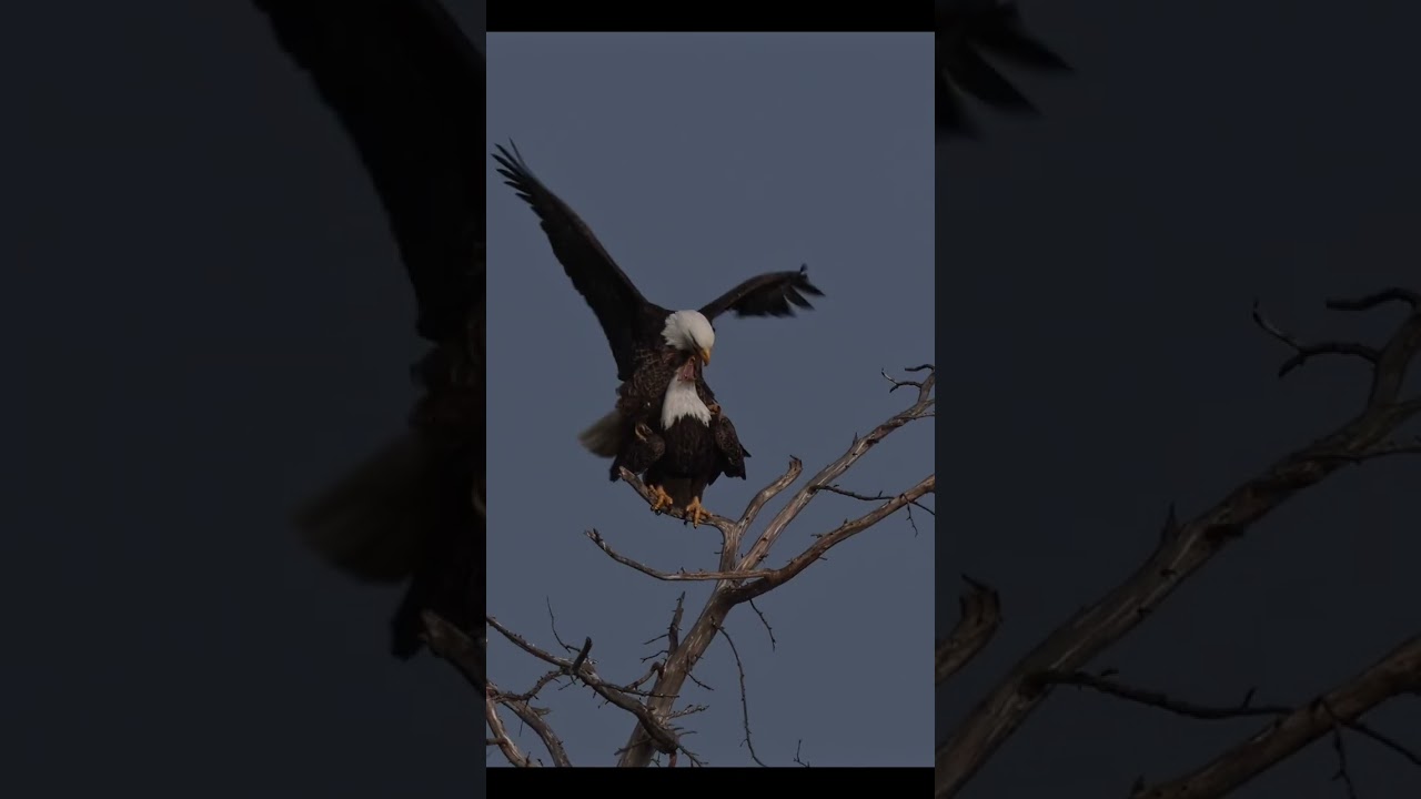 Bald eagle couple getting frisky 😁Female says she has a headache 😂 