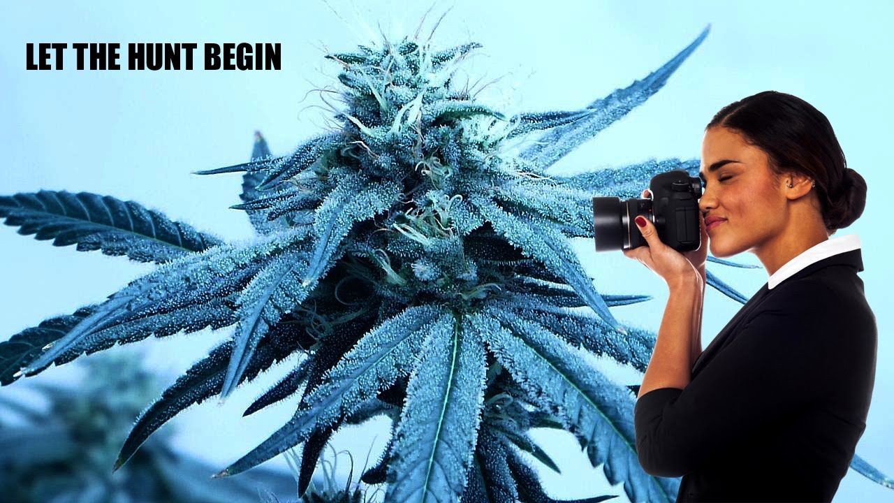 Budzingas DWCxBD Pheno Hunt Begins