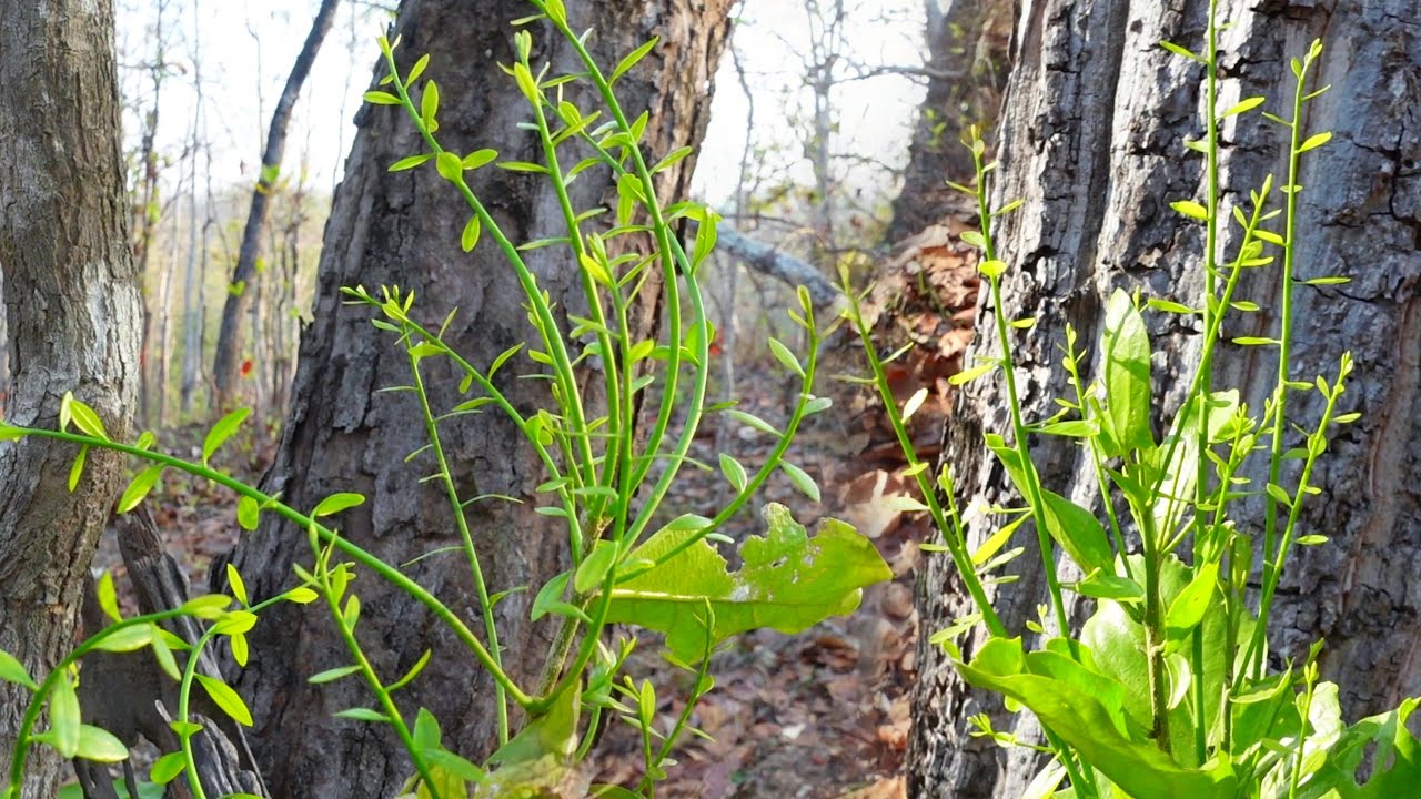 งามมากๆขึ้นภูหาเก็บผักหวานป่า หมานๆเจอยอดอ่อนๆกำลังงามๆ