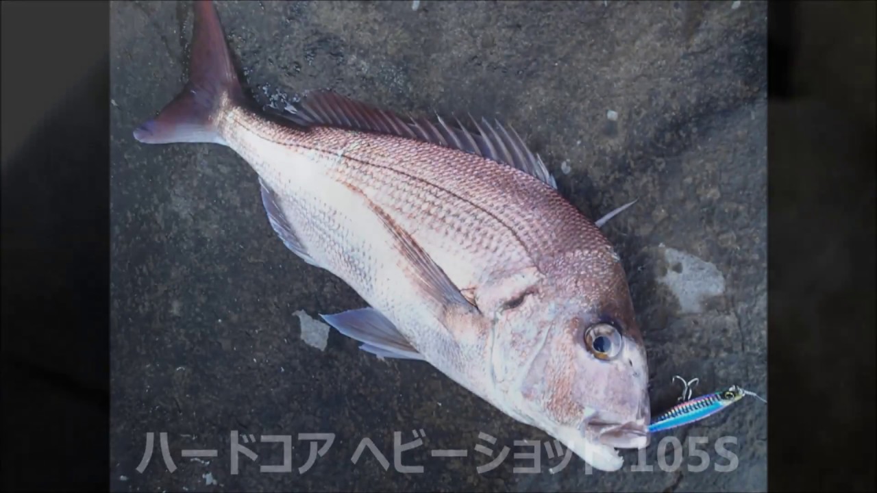 18 02 27 長崎県 ショア真鯛 シンペンのただ巻きでヒット Youtube