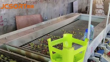JC SORT Lychee Grading Machine