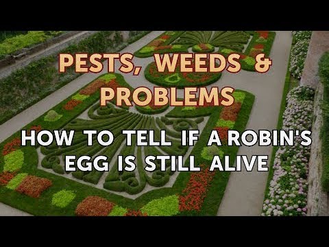 How to Tell If a Robin's Egg Is Still Alive