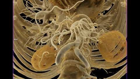 SMA and branches with Cinematic Rendering