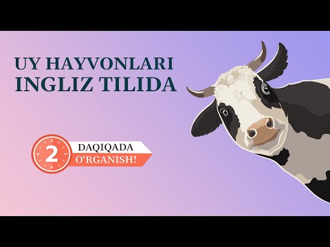 Video: Uy Hayvonlari. Tanlash Qoidalari