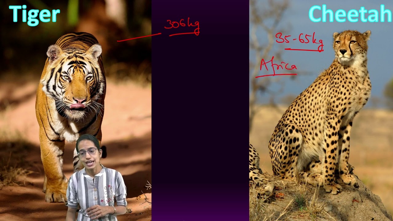 Difference Between Cheetah And Tiger