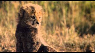 African Cats  Herding Cats   Clip 1080p