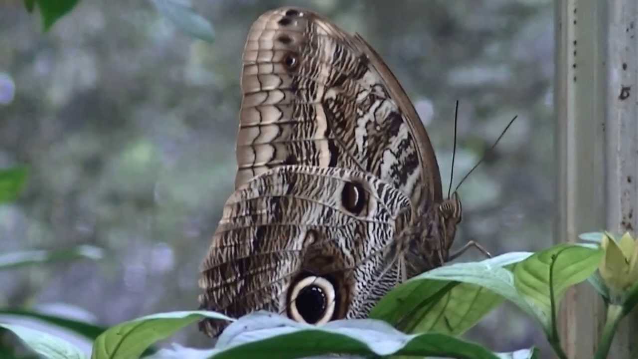 MARIPOSAS y colibries en el Parque de las Aves exóticas de 