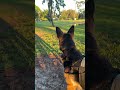 Dog at Park ￼￼