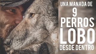 VIVE UNA MANADA DE 9 PERROS LOBO DESDE DENTRO