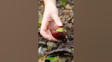 Restoring the rainforest 🌱 #shorts