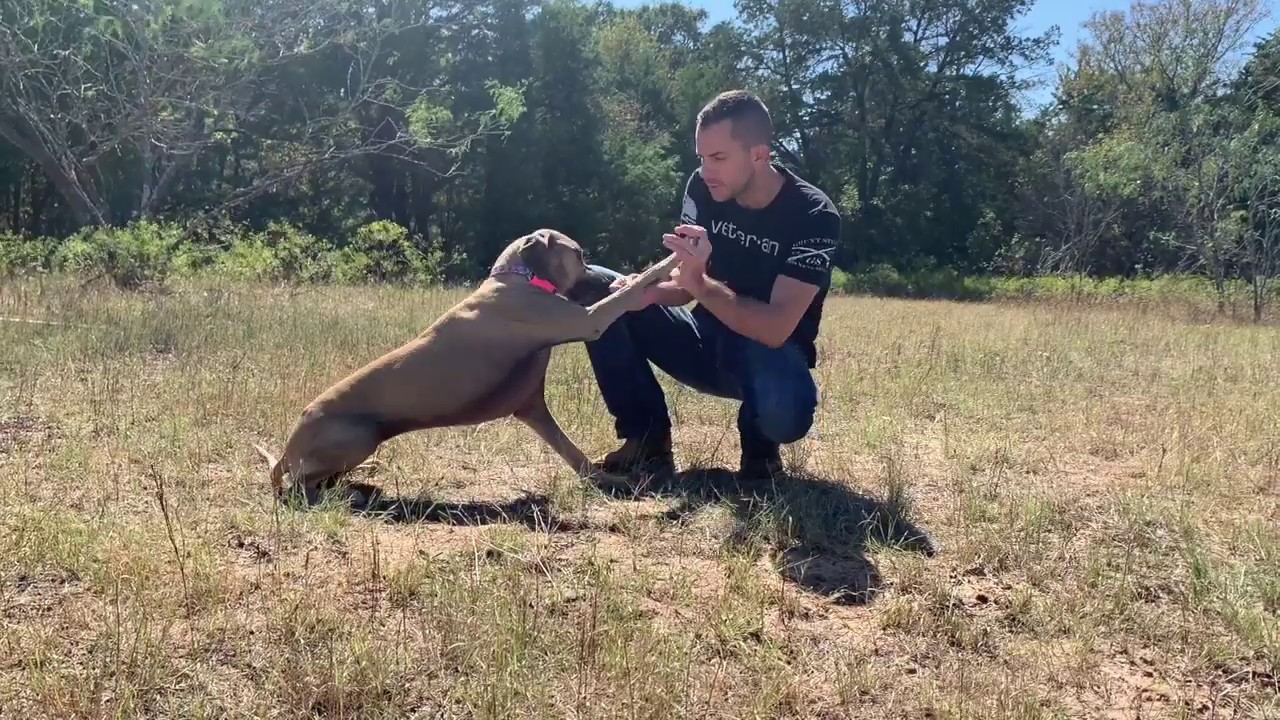 FURtector™ Protect your dogs and cats from collar chafe, fur loss